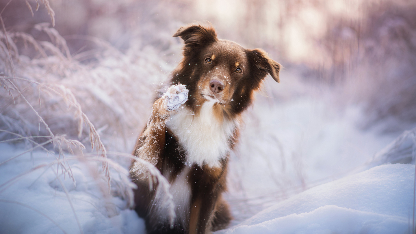 Зимние фотографии из жизни животных снегу, Vaclav, Vladymyr, Ondrej, Bachkova, ктото, зимой, стадо, исландских, будить, Небольшое, ProsickyShutterstockFOTODOMВетреный, лошадей, тигра, амурского, пробежка, BurdiakShutterstockFOTODOMБодрящая, преображает, весны, nataliatamkovichShutterstockFOTODOMА