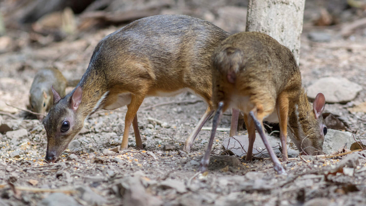 Сколько особей малого оленька осталось