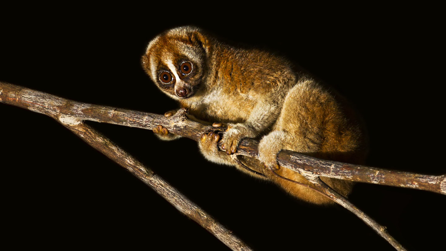 карликовый лори 