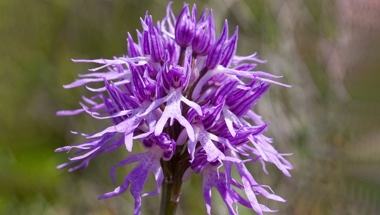 Яртышник италийский