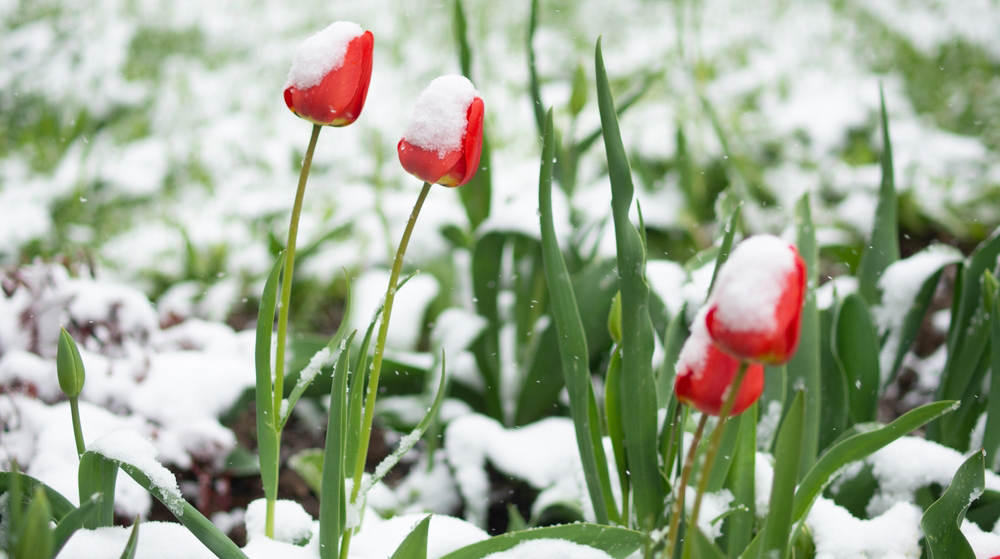 тюльпаны, снег