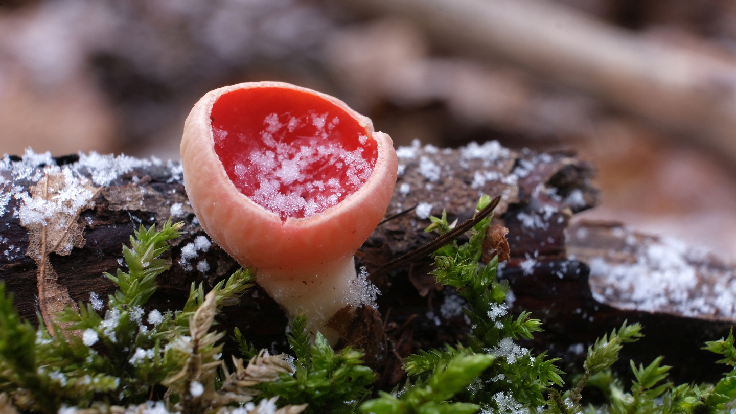 гриб эльфова чаша