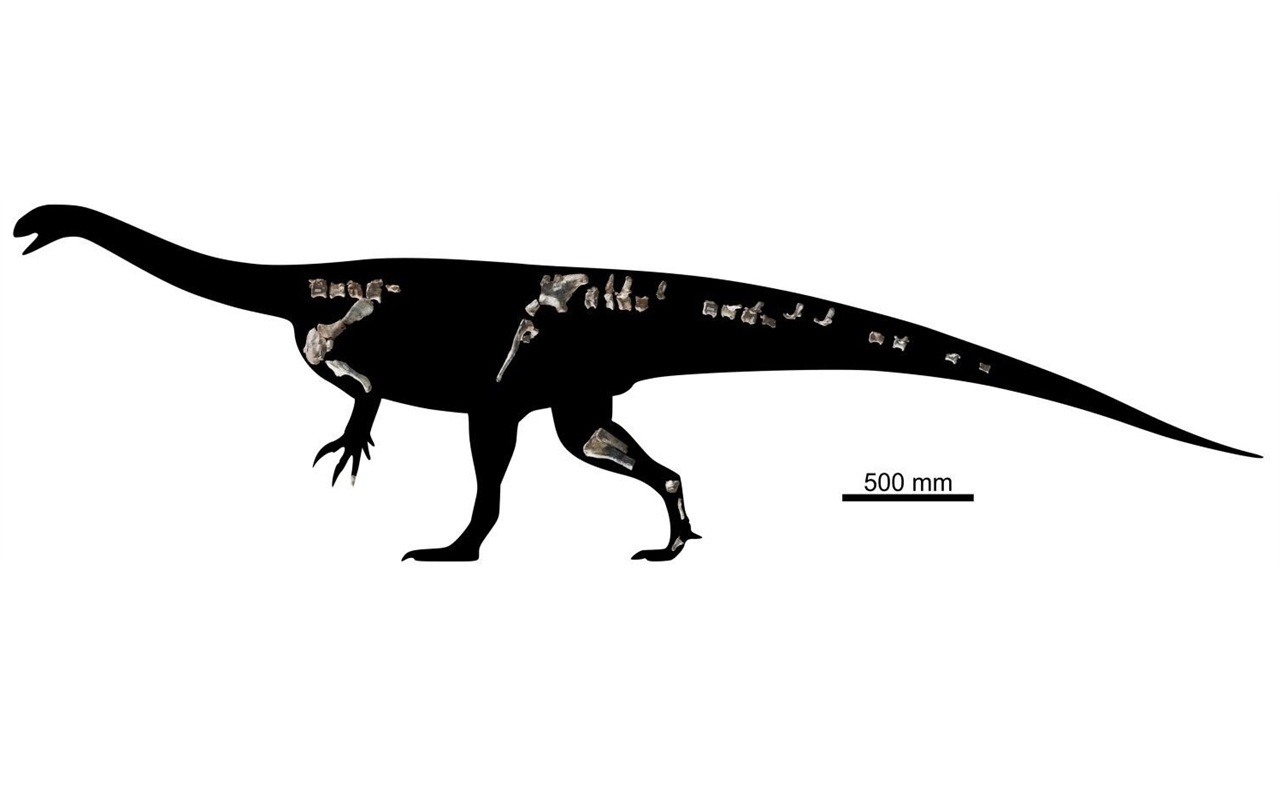 Musango matusadonaensis,