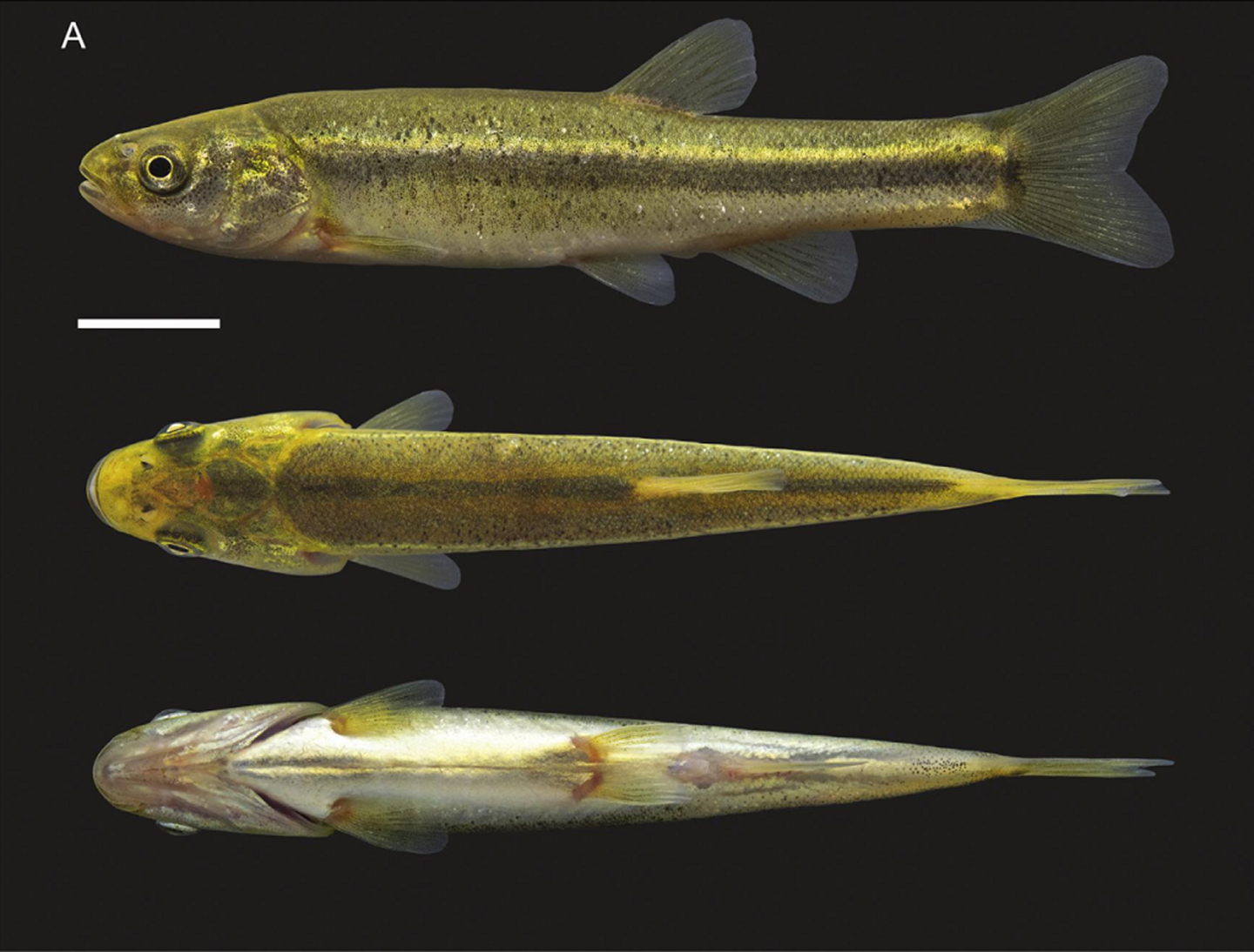 Tianshanophoxinus poljakowii