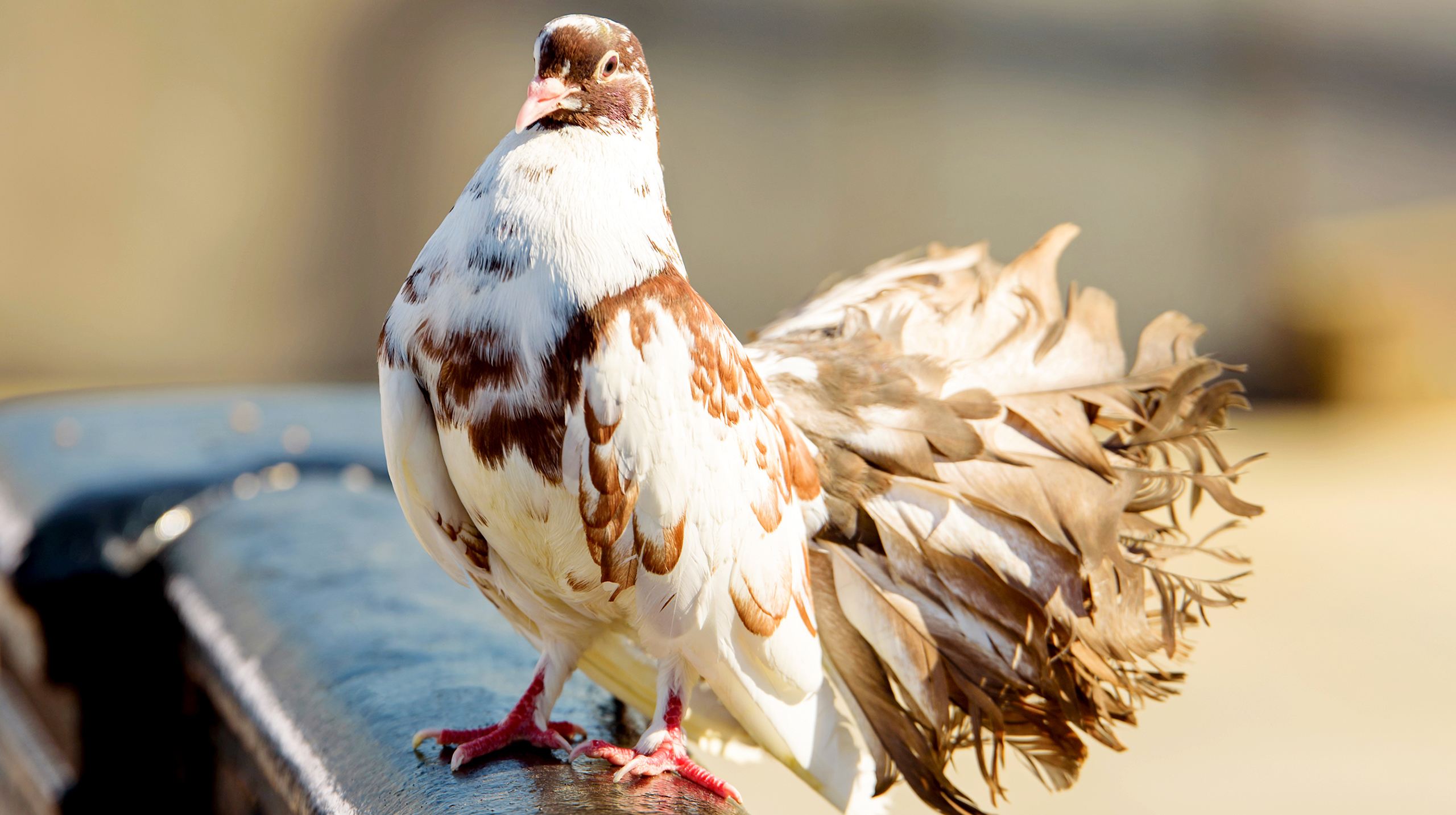 почтовый голубь