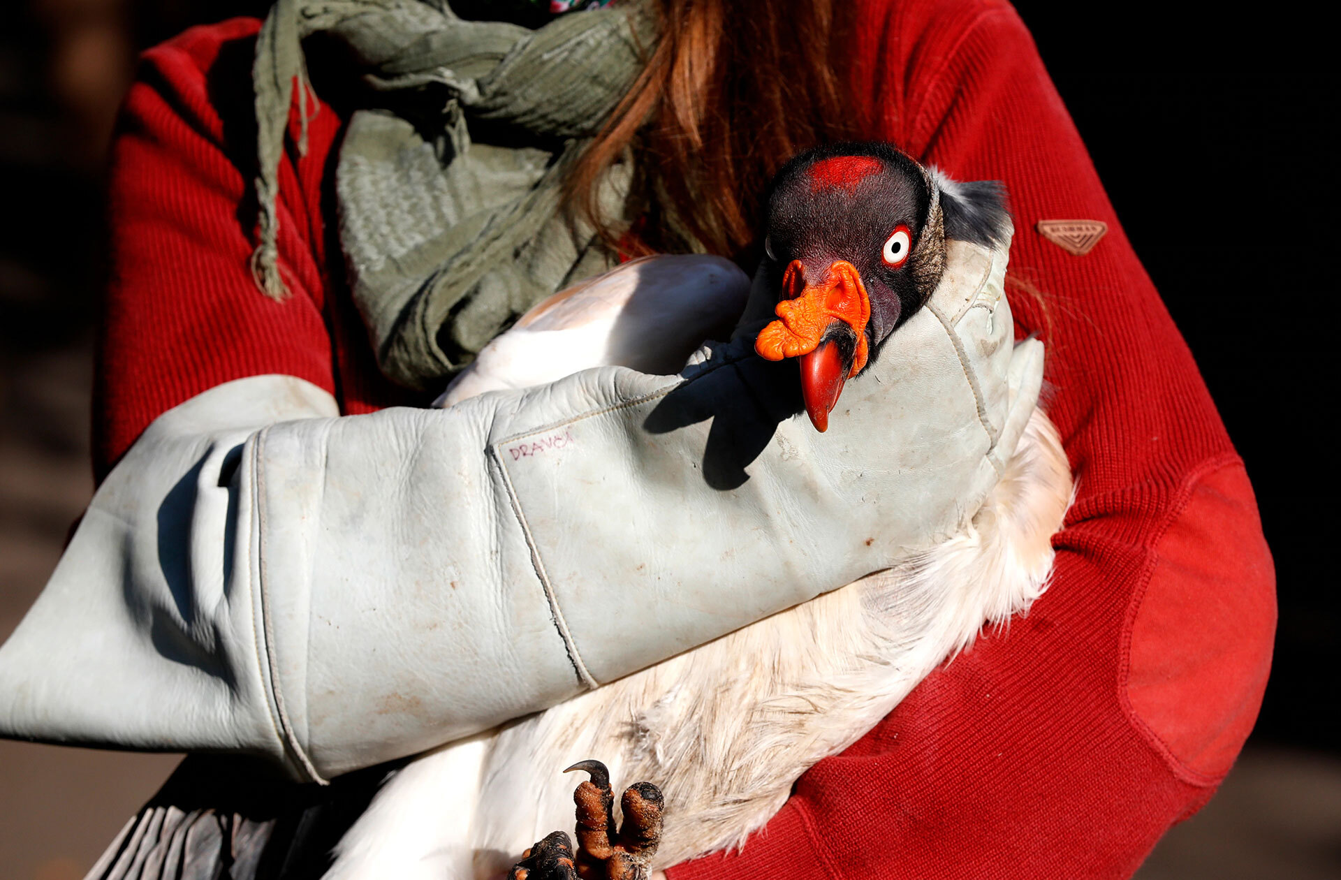 Смотритель птиц. Смотритель птиц монстр. Птица тревора хендерсона. Картинка смотритель за животными. Наблюдатель за птицами тревор хендерсон.