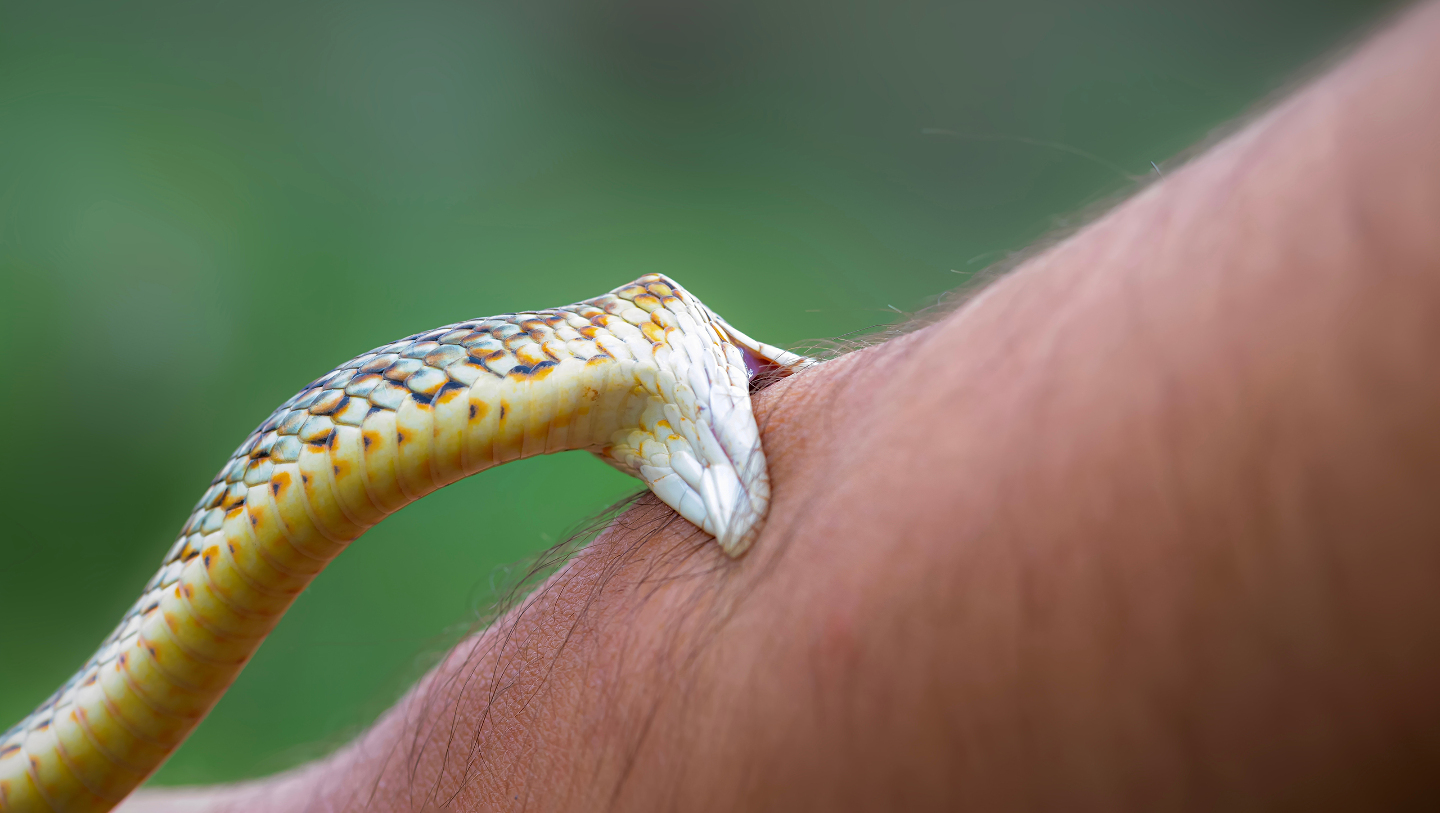 укус змеи