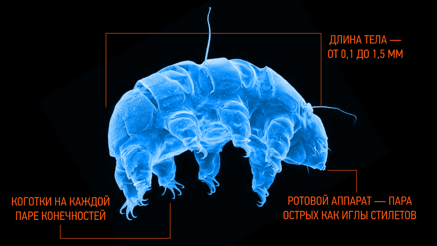 Описание тихоходки
