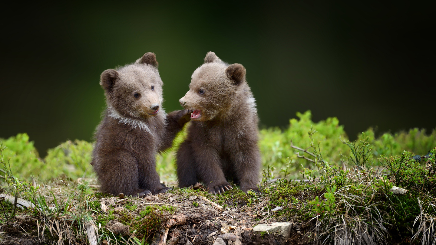 образ жизни медведей