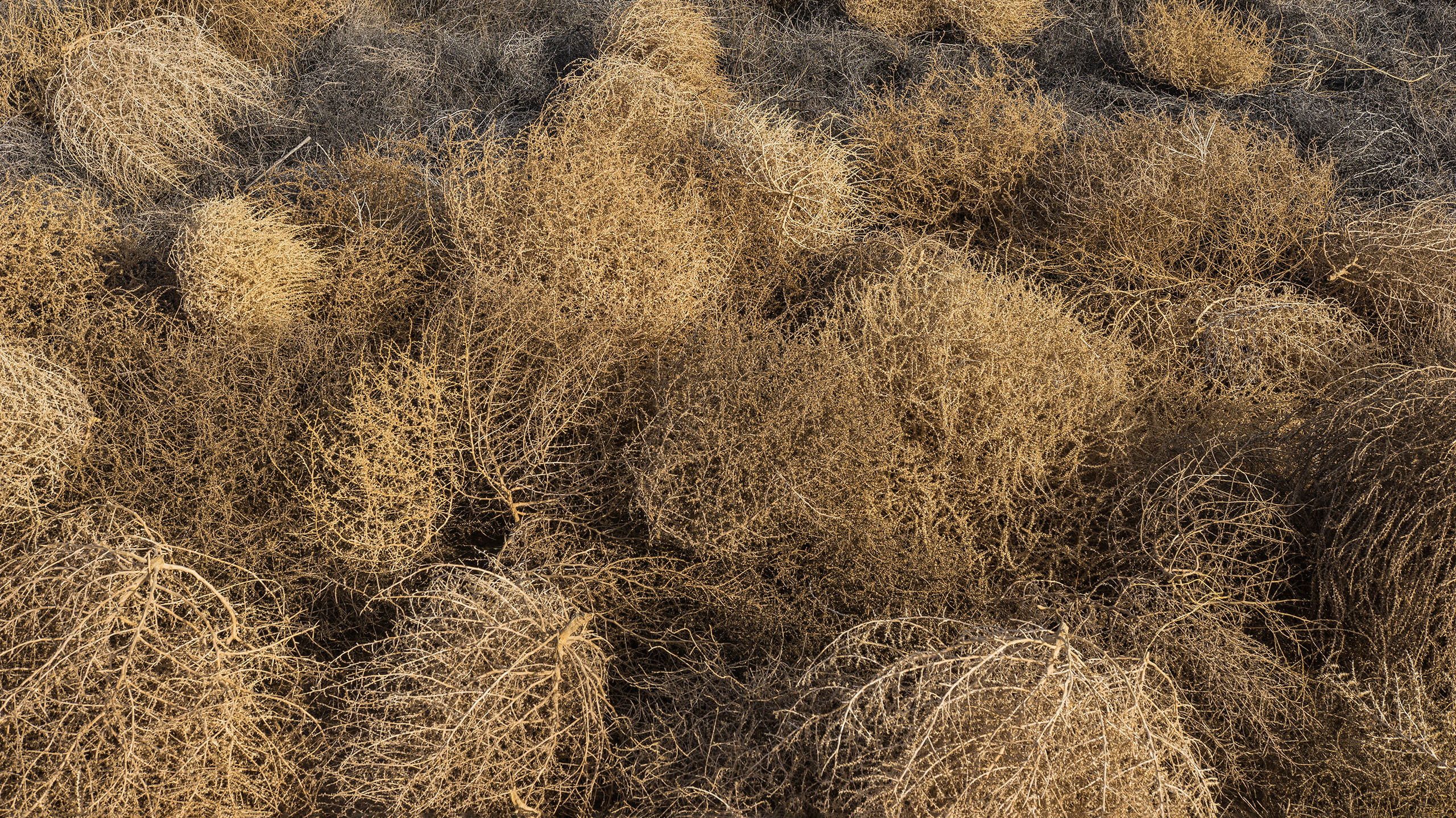 как выглядит