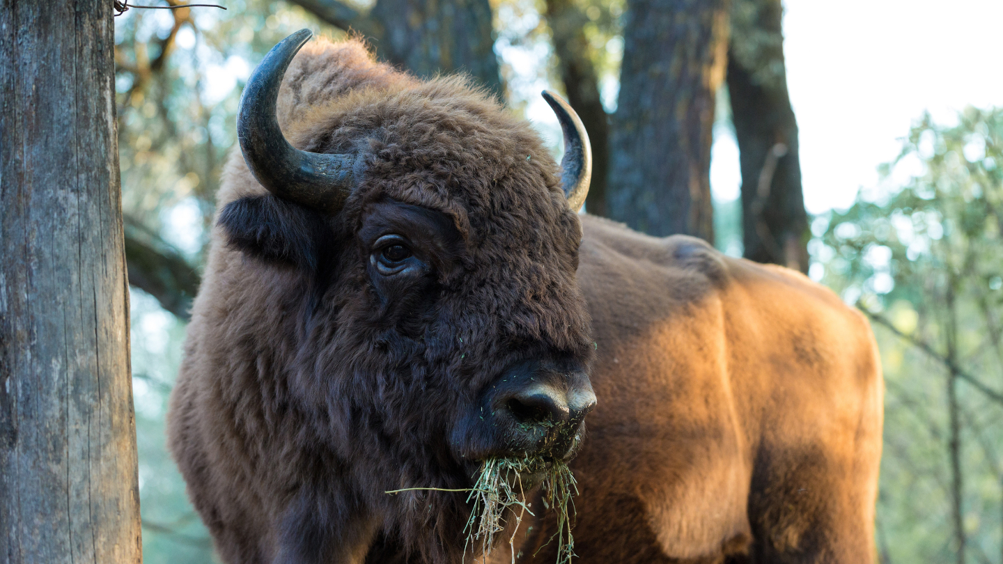 Европейский зубр