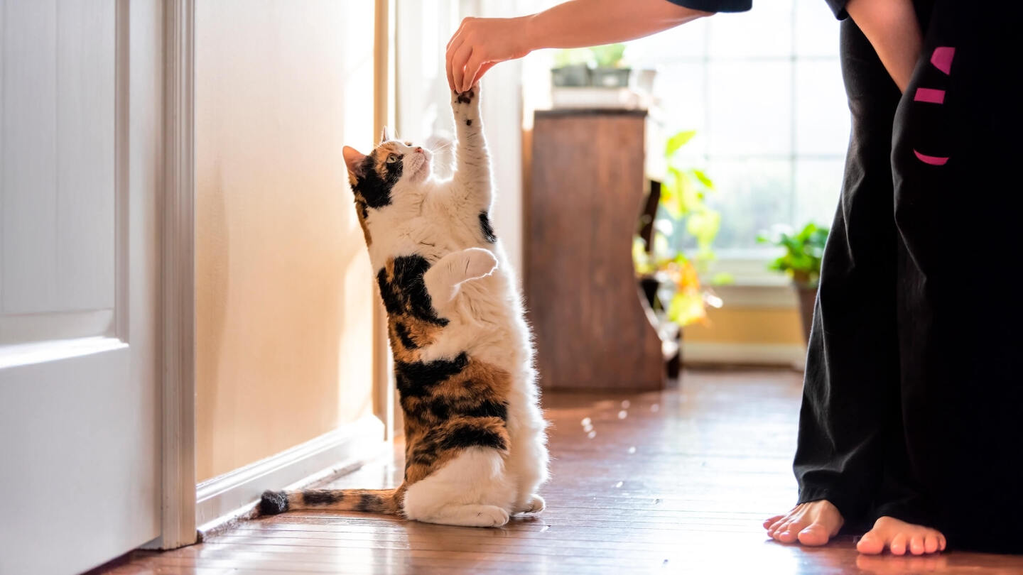Кошек бессмысленно дрессировать — они слишком независимы