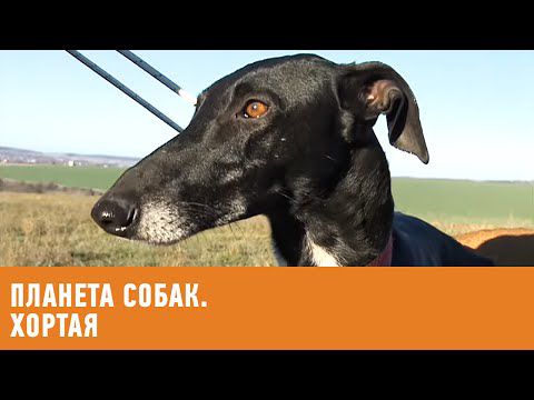 Планета собак. Хортая