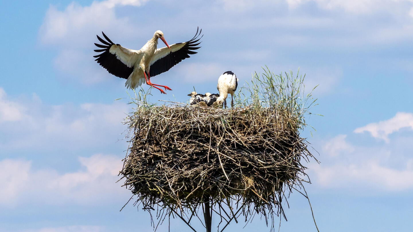 Миграция птиц