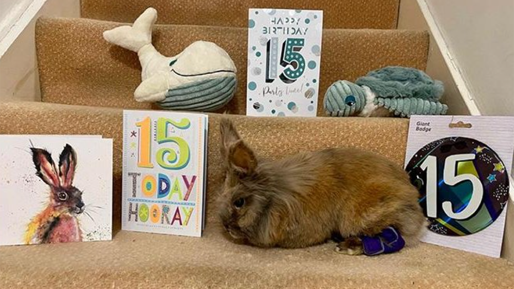 самый старый кролик