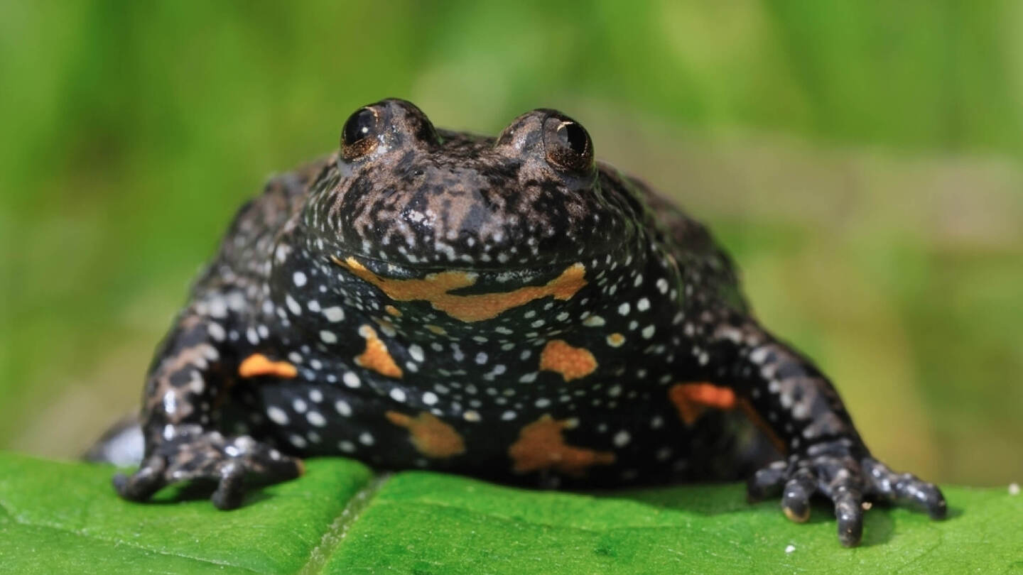 Краснобрюхая жерлянка