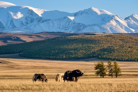 В прериях Монгун-Тайги - Леонтьев Константин Егорович