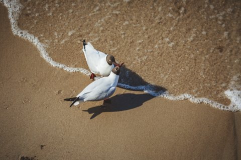Любовь - Леденецова Мария Александровна