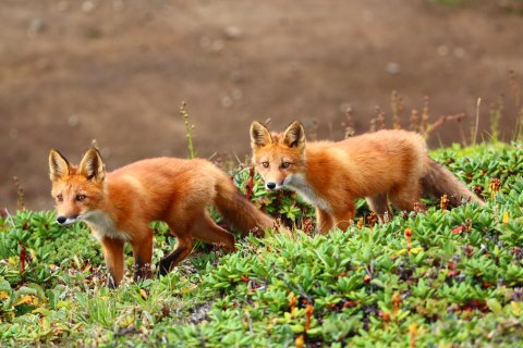 Лисье семейство - Ерёмина Маргарита Анатольевна