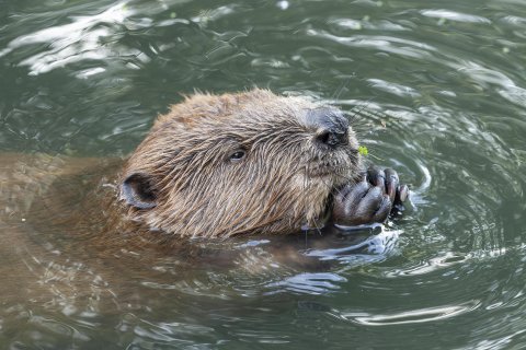 Портрет бобра - Долганов Юрий Вячеславович