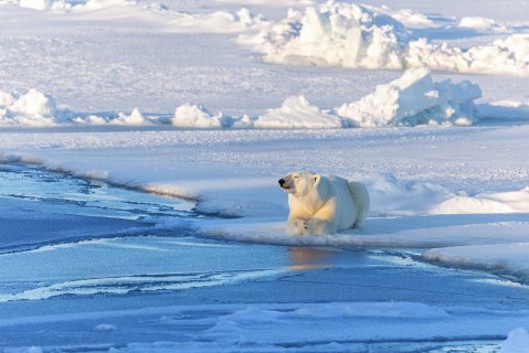 Арктическая медитация - Паршин Андрей Сергеевич