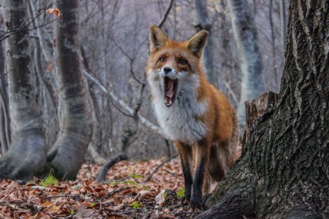 О! - Егоров Семён Антонович