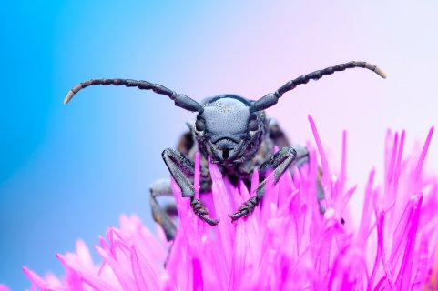 Жук-усач (дровосек) (лат. Cerambycidae) - Васильев Роман Сергеевич