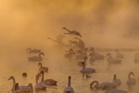 Лебединое озеро - Иванов Владимир Анатольевич