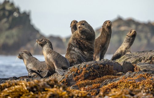 Морской цветок - Алексей Юрьевич Романов