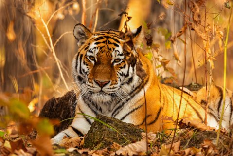 Отдыхающий тигр - Иванов Владимир Анатольевич