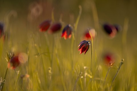 Колокол весны  - Галеев Ждуард Винерович 