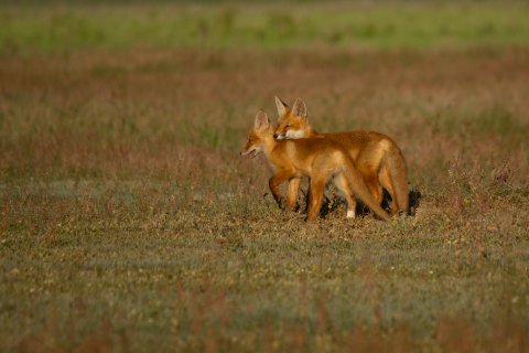Братская любовь - Алексей Подопригоров