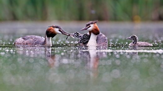 Счастливая семейка или стрекозиный ужин для малышей - Мельгунов Дмитрий Валерьевич