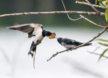 А сегодня я принес... - Наталья Владимировна Бачкова