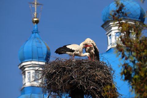 В родном краю, под сенью куполов... - Шелагин Сергей Петрович
