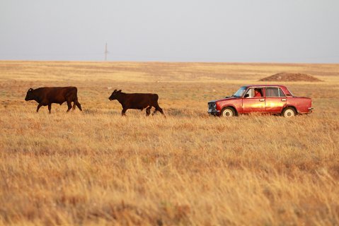 Пастух нашего времени - Мясникова Виктория