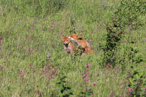 Нежность - Грибков Владимир Анатольевич