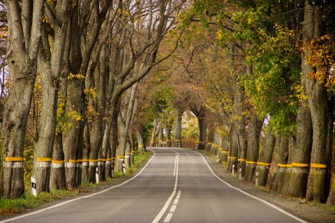 Коридор осени - Радюк Анастасия Александровна