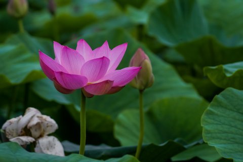 Лотос Комарова - Сёмушкин Виктор Анатольевич