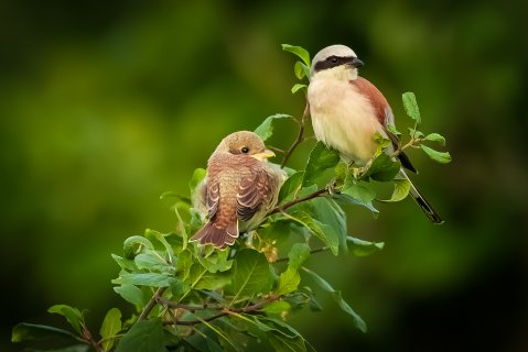 Папа на дежурстве - Кострома Ева Гуджатуллаевна