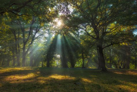 Лучи в утреннем парке - Аседач Александр Владимирович
