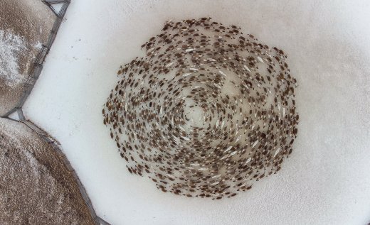 Хоровод жизни - Ермолина Елена Александровна 