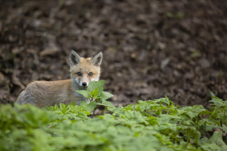 Лисёнок - Алиса