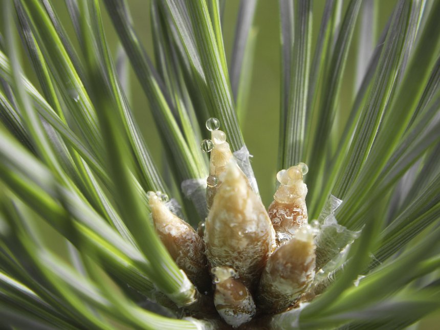 Живица жизни -  