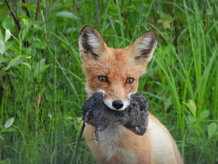 Лиса с добычей -  