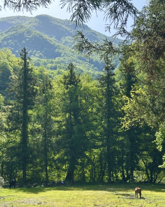 Абхазия - Дарья Шепилова (1/8)