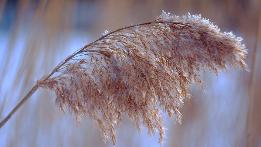 Зимняя нежность -  