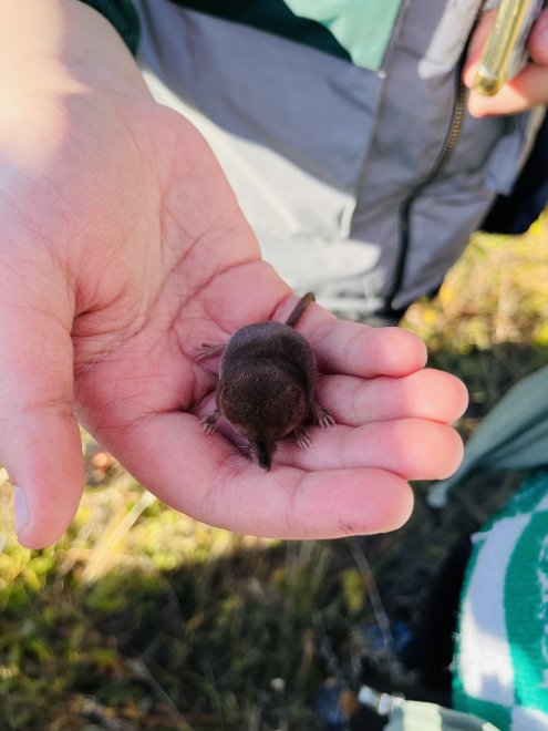 Встреча с кротом - Ульяна Ширинова