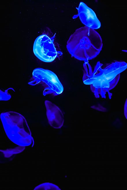 Завораживающий танец Медузы аурелия в Ленинградском зоопарке -  