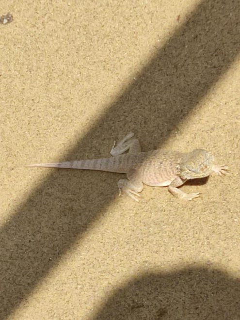 Невидимка -  